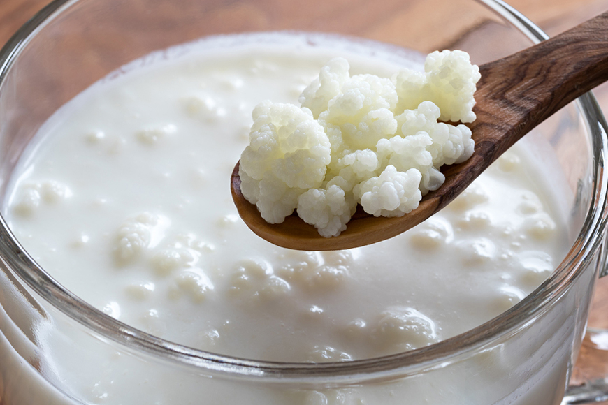 Kefir Grains in Dubai