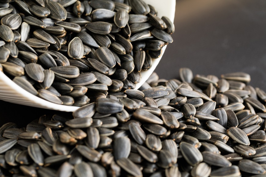 Sunflower Seeds Rich in Protein Sunflower Seeds Rich in Protein