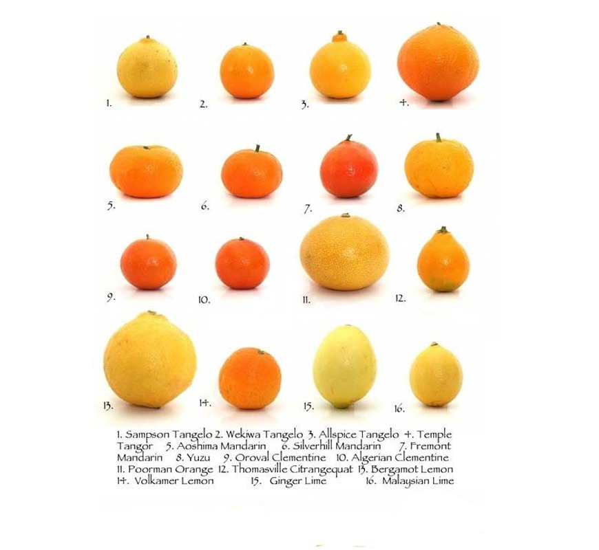 Types of citrus Types of citrus