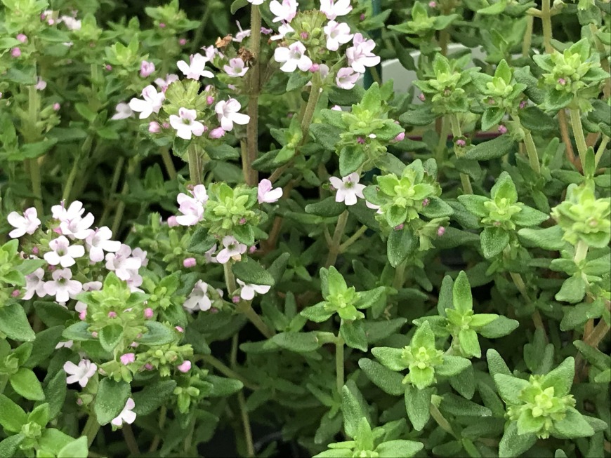 Herb garden Herb Garden