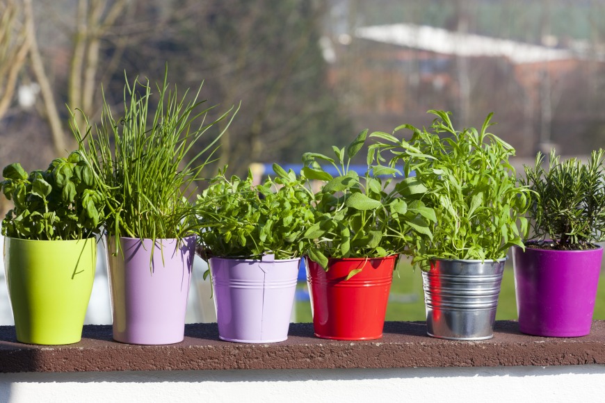 herb garden herb garden