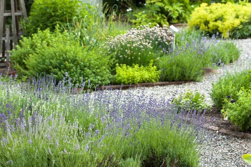 herb garden herb garden