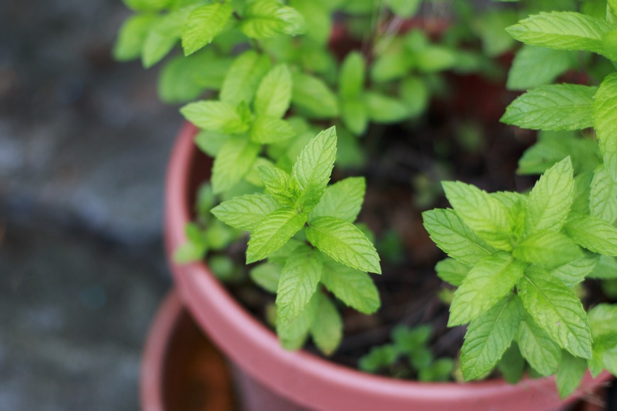 herb garden