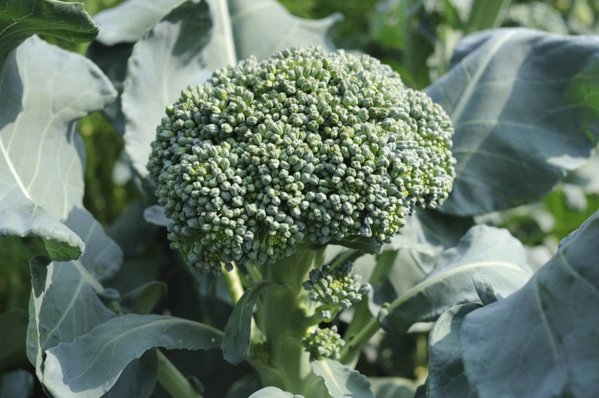 Things to do when you're a vegan gardener Things to do when you're a vegan gardener