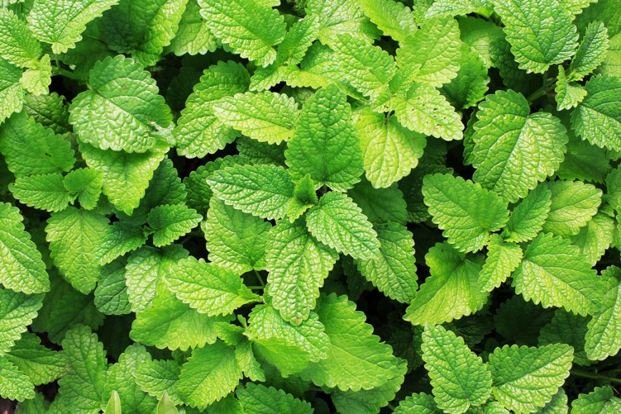 Mint Mint