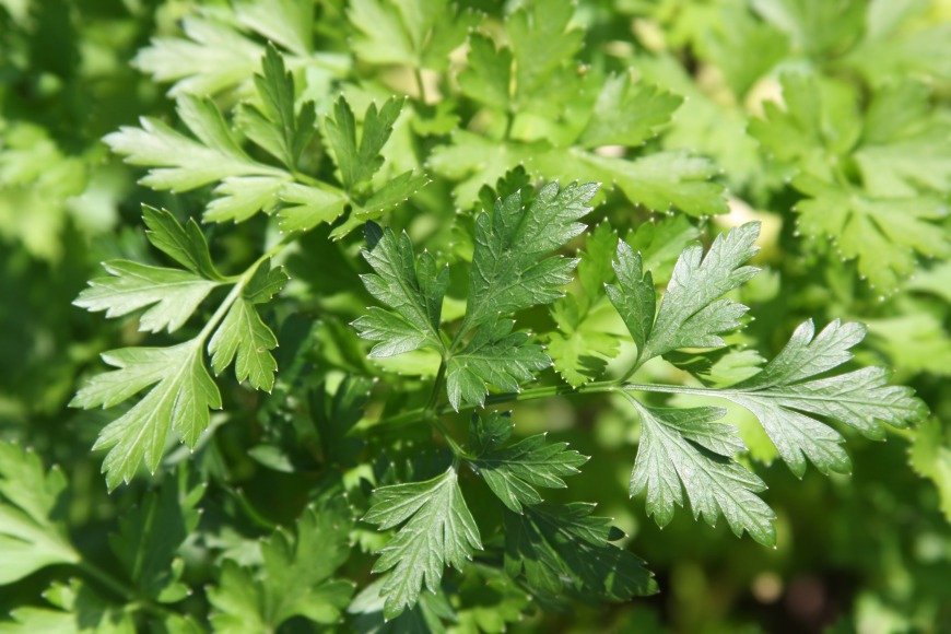 Parsley Parsley
