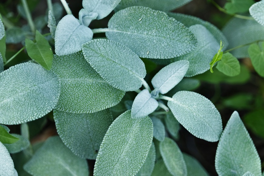 Sage Sage