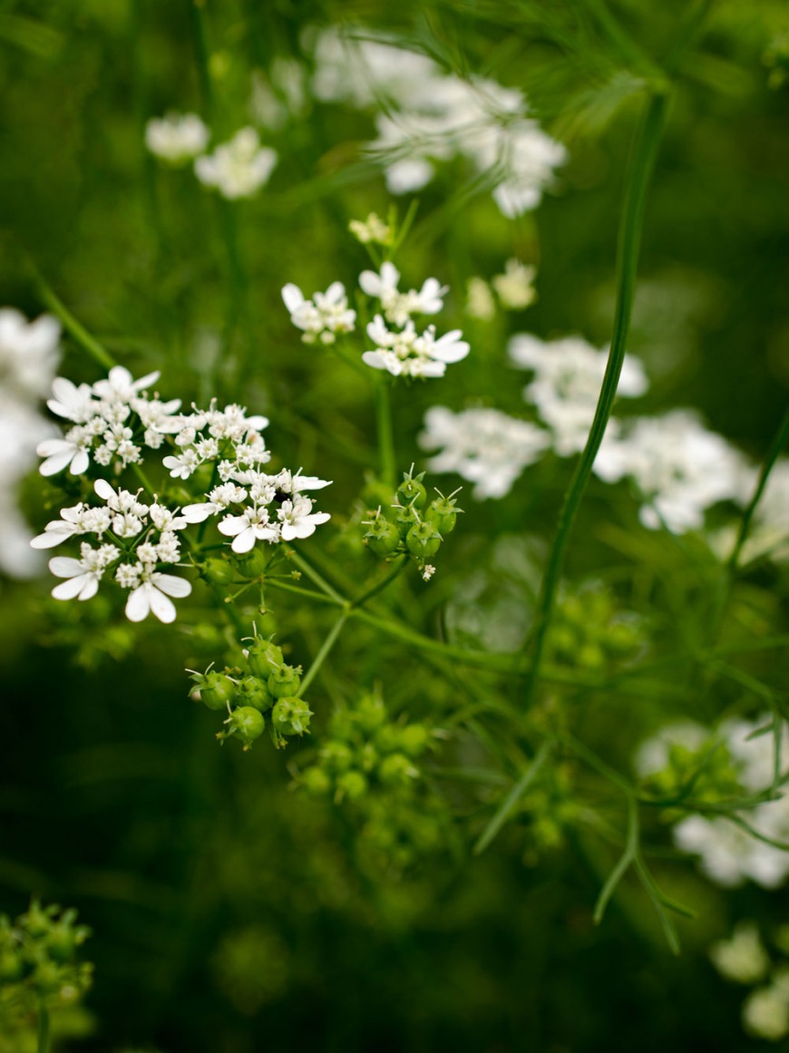 Coriander Coriander