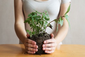 12 Easy Herbs to Grow Indoors