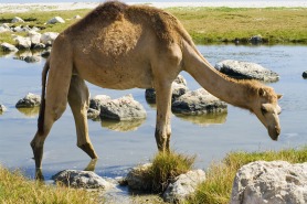 Why Camel Milk is Great For You