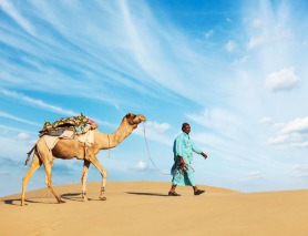 Camel Milk Here's the Scoop on the Latest Ice Cream Flavor