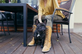 Dog-Friendly Cafes and Restaurants in Dubai