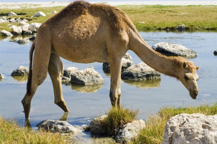 Why Camel Milk is Great For You